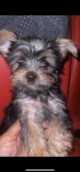 For sale yorkie he has a been with registry North American purebred r