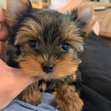 Affectionate Yorkshire Terriers