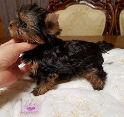 Male and Female TeaCup Yorkie Puppies
