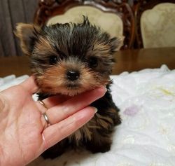 Adorable AKC Registered Yorkie Pups