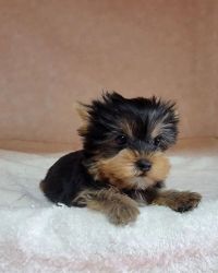AKC Yorkie Puppy - 10 weeks old Male For Adoption