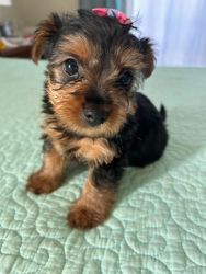 Beatiful female Yorkie almost ready for a new family
