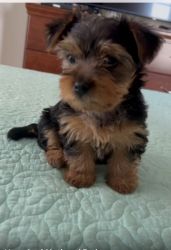 Handsome male Yorkie almost ready for a new family