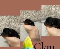 Tiny Yorkie puppies for SALE