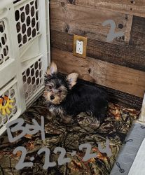 Yorkie Puppies for sale(Females)