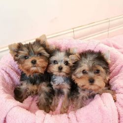 Yorkshire Terrier Rescue Dogs for Adoption