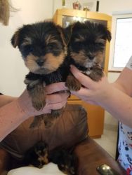Male and Female Yorkie Puppies For Adoption