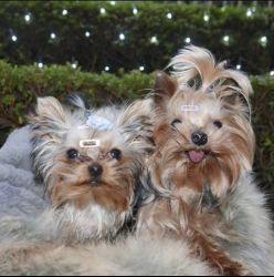 adorable male and female teacup yorkshire puppies for sale