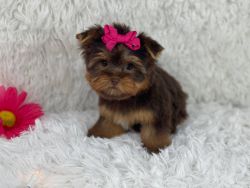 beautiful chocolate and tan Yorkshire terrier for Adoption.