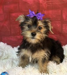 Yorkie puppies 2females and 1 males