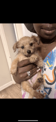 Yorkie Male pup for sale