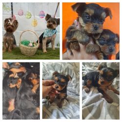 Yorkie puppies 1 male and 1 female