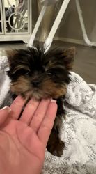 Yorkshire Yorkie 3 months, old teacup with Akc papers lovable female