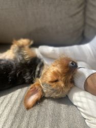 Yorkie for sale 1 year old