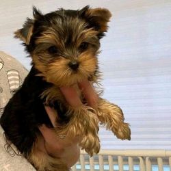Beautiful males and females tea cup Yorkie pups available