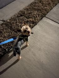 Male Yorkie available