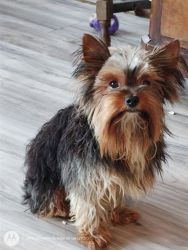 Grady is his name in the male Yorkie