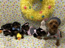 Yorkies looking for their forever home
