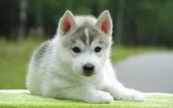 Siberian Husky puppies ready nowText(xxx) xxx-xxx5