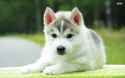 Husky PuppiesText(xxx) xxx-xxx5
