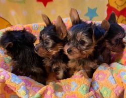 Gorgeous Home-raised Yorkie Puppies