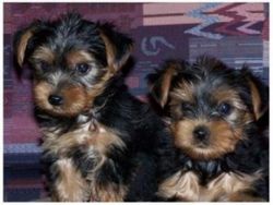 Two Adorable Teacup Yorkie puppies