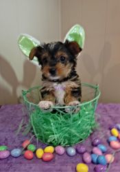 Cute AKC Yorkshire Terriers