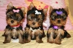 1 male and 2 female Yorkies available for free