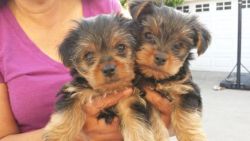 Two Teacup Yorkie Puppies for New Homes