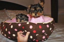 T-cup Yorkie Puppies for New Families