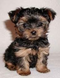 Gentile And Nice Yorkie Puppies For Sale