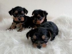 Submitting Yorkshire Terrier Puppies Available