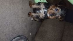 For sale male yorkie