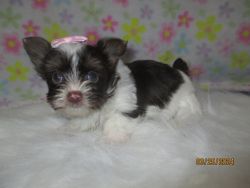 Bootsy a Black & White Yorkie with a Chocolate lil nose