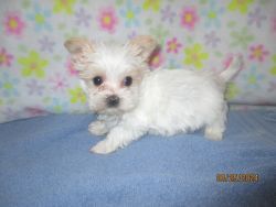 Squirt a Extremely White Yorkie Male