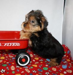 Extra Charming Yorkshire Terrier Puppies Available