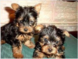 cute tea cup Yorkie puppies for adoption