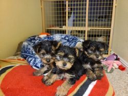 2 male Yorkies looking for loving home