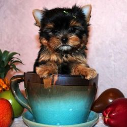 teacup yorkie puppies for adoption