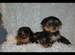 Sweet and affection, home trained teacup yorkies