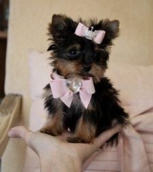 Teacup Yorkie PuppY for free adoption