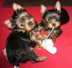cute yorkie puppies for adoption