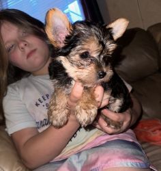 Male ckc yorkie- ready for forever home (: