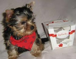 Male and female Yorkshire Terrier