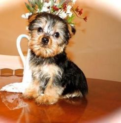 Good looking yorkshie Terrier puppies for sale .