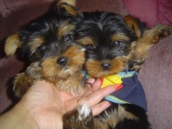 Gorgeous Male and Female Yorkie puppies