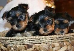 Akc Registered Yorkie Puppies For Free Adoption