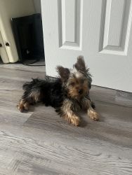 Yorkshire Terrier for Sale