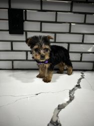 Yorkie puppies looking for a forever home