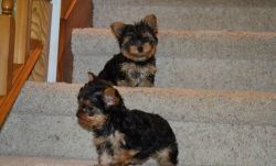 Awesome Teacup/Toy Yorkie Puppies